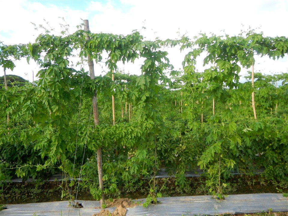 Momordica charantia plantations in San Rafael, Bulacan Momordica_charantia in San Rafael, Bulacan
in Barangay Maronquillo, San Rafael, Bulacan Barangay Maronquillo geographical coordinates: 14° 56' 54