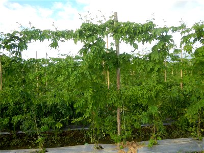 Momordica charantia plantations in San Rafael, Bulacan Momordica_charantia in San Rafael, Bulacan
in Barangay Maronquillo, San Rafael, Bulacan Barangay Maronquillo geographical coordinates: 14° 56' 54