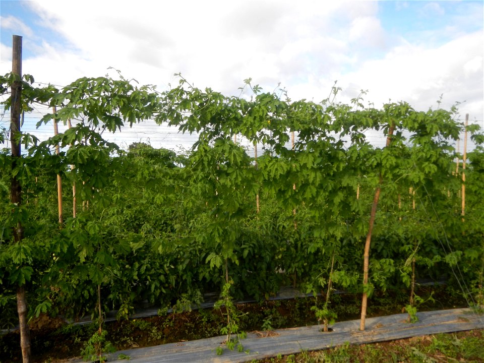 Momordica charantia plantations in San Rafael, Bulacan Momordica_charantia in San Rafael, Bulacan
in Barangay Maronquillo, San Rafael, Bulacan Barangay Maronquillo geographical coordinates: 14° 56' 54