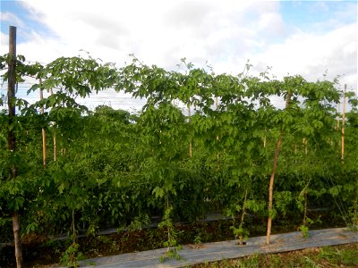 Momordica charantia plantations in San Rafael, Bulacan Momordica_charantia in San Rafael, Bulacan
in Barangay Maronquillo, San Rafael, Bulacan Barangay Maronquillo geographical coordinates: 14° 56' 54