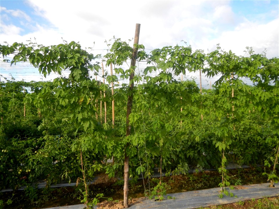Momordica charantia plantations in San Rafael, Bulacan Momordica_charantia in San Rafael, Bulacan
in Barangay Maronquillo, San Rafael, Bulacan Barangay Maronquillo geographical coordinates: 14° 56' 54