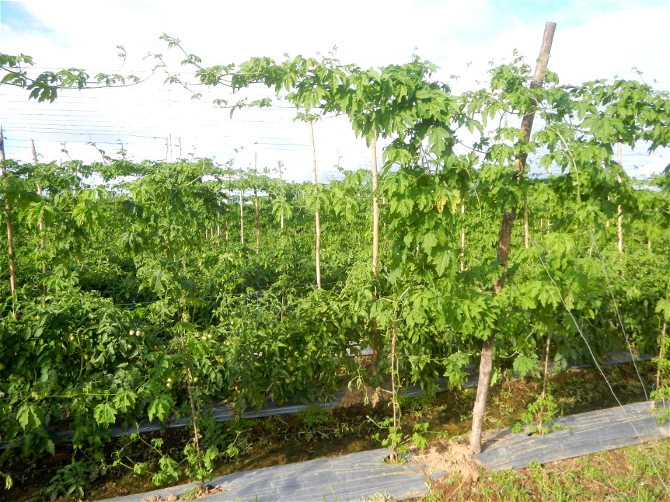 Momordica charantia plantations in San Rafael, Bulacan Momordica_charantia in San Rafael, Bulacan
in Barangay Maronquillo, San Rafael, Bulacan Barangay Maronquillo geographical coordinates: 14° 56' 54