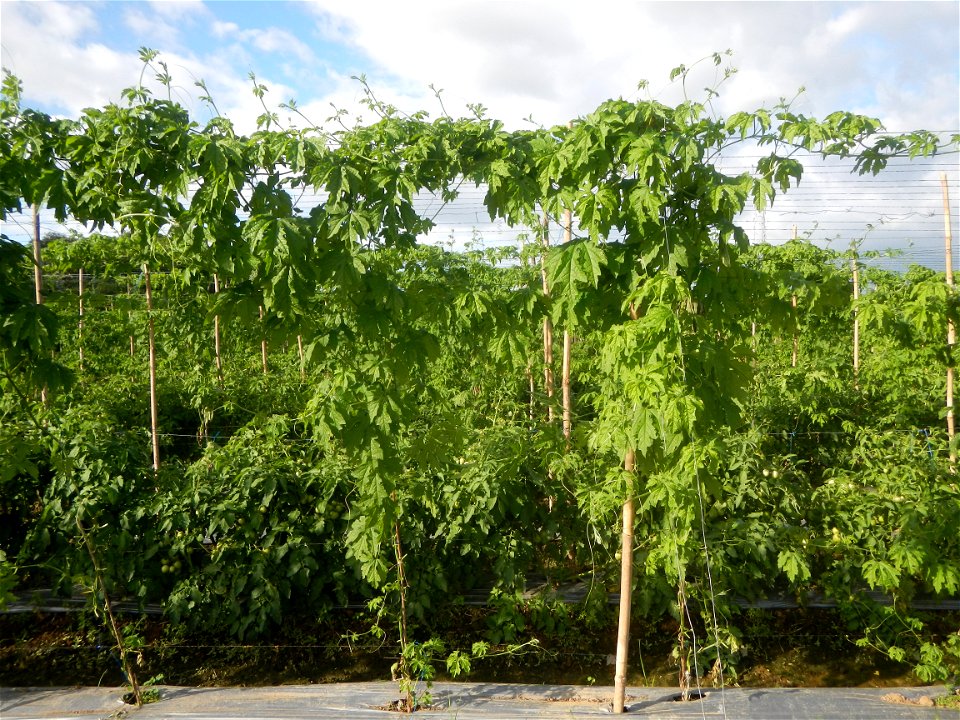 Momordica charantia plantations in San Rafael, Bulacan Momordica_charantia in San Rafael, Bulacan
in Barangay Maronquillo, San Rafael, Bulacan Barangay Maronquillo geographical coordinates: 14° 56' 54