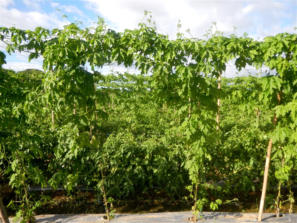 Momordica charantia plantations in San Rafael, Bulacan Momordica_charantia in San Rafael, Bulacan
in Barangay Maronquillo, San Rafael, Bulacan Barangay Maronquillo geographical coordinates: 14° 56' 54