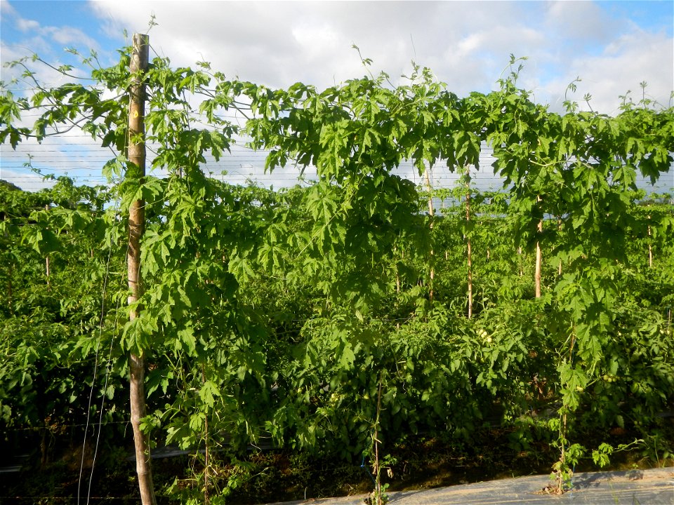 Momordica charantia plantations in San Rafael, Bulacan Momordica_charantia in San Rafael, Bulacan
in Barangay Maronquillo, San Rafael, Bulacan Barangay Maronquillo geographical coordinates: 14° 56' 54
