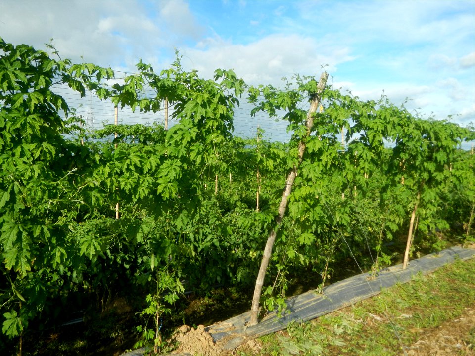 Momordica charantia plantations in San Rafael, Bulacan Momordica_charantia in San Rafael, Bulacan
in Barangay Maronquillo, San Rafael, Bulacan Barangay Maronquillo geographical coordinates: 14° 56' 54