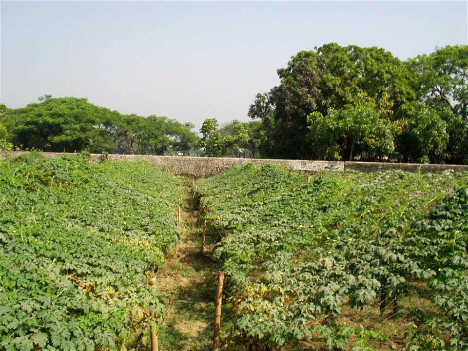 Korola Momordica charantia garden at savar.