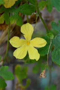 It is picture of flower of bitter gourd. photo