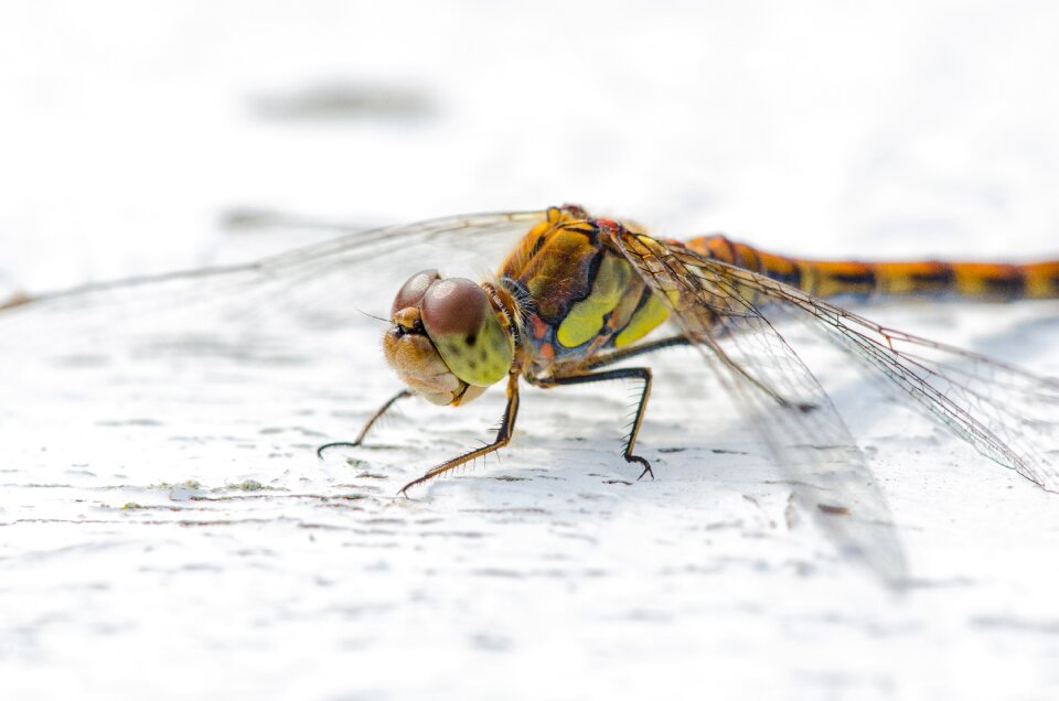 Nature wing summer