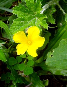 Momordica charantia