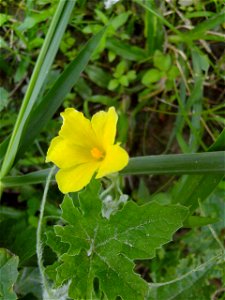 Momordica charantia (Bitter melon, Bittergourd)
