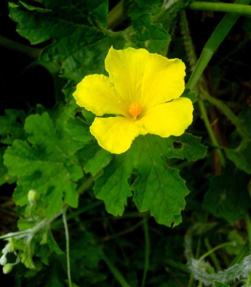 Momordica charantia (Bitter melon, Bittergourd)