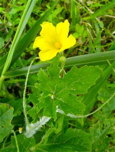 Momordica charantia (Bitter melon, Bittergourd)