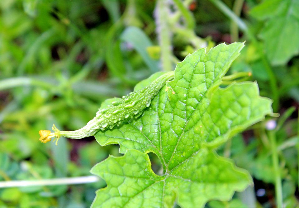 Momordica charantia (Bitter melon, Bittergourd) fruit on it's leaf at Rajbiraj, Saptari, Nepal
