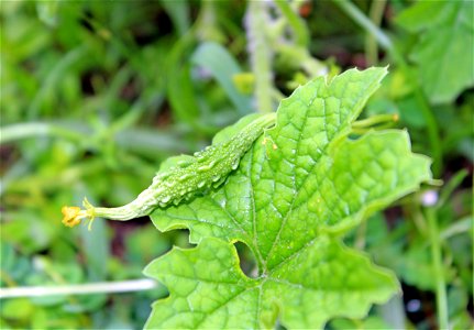 Momordica charantia (Bitter melon, Bittergourd) fruit on it's leaf at Rajbiraj, Saptari, Nepal