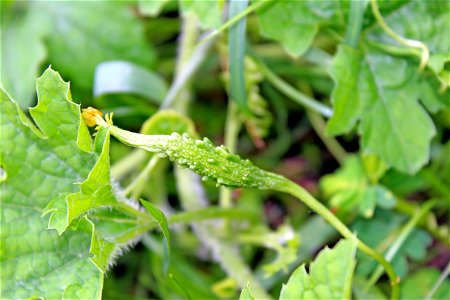 Momordica charantia (Bitter melon, Bittergourd) fruit on it's leaf at Rajbiraj, Saptari, Nepal