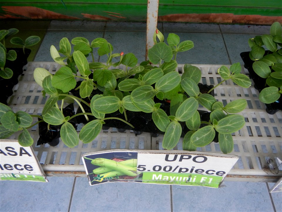 Philippine cuisine Bottle gourd Upo Cucurbitaceae in the Philippines (Cucurbita lagenaria-villosa Blanco) Bon Chon Hotdogs of the Philippines Bonchon Chicken Bonchon Chicken restaurants products in th