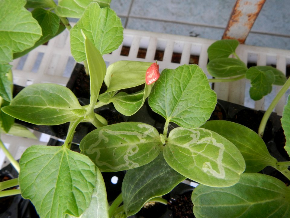 Philippine cuisine Bottle gourd Upo Cucurbitaceae in the Philippines (Cucurbita lagenaria-villosa Blanco) Bon Chon Hotdogs of the Philippines Bonchon Chicken Bonchon Chicken restaurants products in th