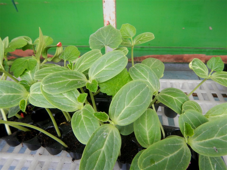 Philippine cuisine Bottle gourd Upo Cucurbitaceae in the Philippines (Cucurbita lagenaria-villosa Blanco) Bon Chon Hotdogs of the Philippines Bonchon Chicken Bonchon Chicken restaurants products in th