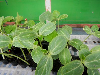 Philippine cuisine Bottle gourd Upo Cucurbitaceae in the Philippines (Cucurbita lagenaria-villosa Blanco) Bon Chon Hotdogs of the Philippines Bonchon Chicken Bonchon Chicken restaurants products in th
