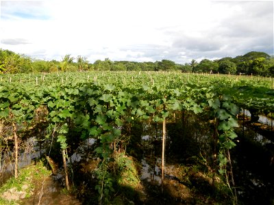 Photos taken upon the condition of Philippine Typhoon Melor (Nona); Paddy fields of Baliuag, Bulacan and Pampanga; Barangay San Jose, San Luis, Pampanga, Calabash Cucurbitaceae in the Philippines (Cuc