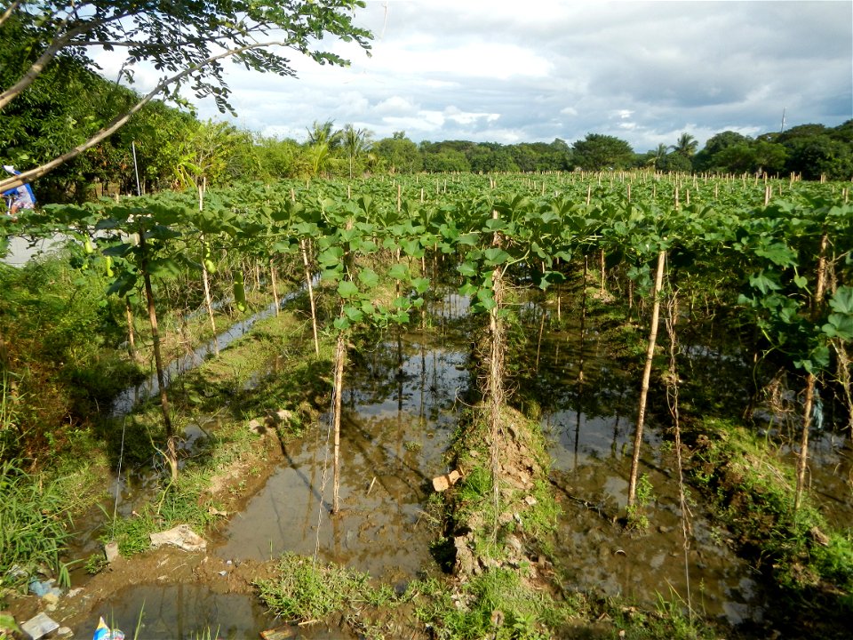 Photos taken upon the condition of Philippine Typhoon Melor (Nona); Paddy fields of Baliuag, Bulacan and Pampanga; Barangay San Jose, San Luis, Pampanga, Calabash Cucurbitaceae in the Philippines (Cuc