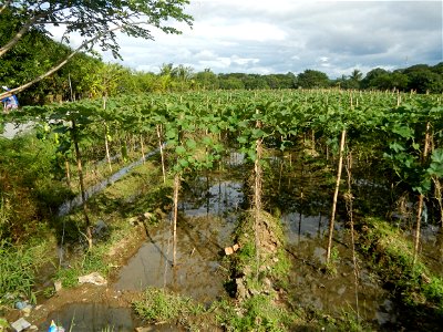 Photos taken upon the condition of Philippine Typhoon Melor (Nona); Paddy fields of Baliuag, Bulacan and Pampanga; Barangay San Jose, San Luis, Pampanga, Calabash Cucurbitaceae in the Philippines (Cuc
