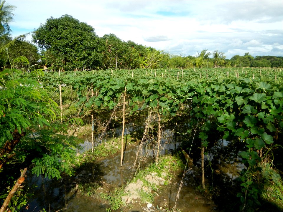 Photos taken upon the condition of Philippine Typhoon Melor (Nona); Paddy fields of Baliuag, Bulacan and Pampanga; Barangay San Jose, San Luis, Pampanga, Calabash Cucurbitaceae in the Philippines (Cuc