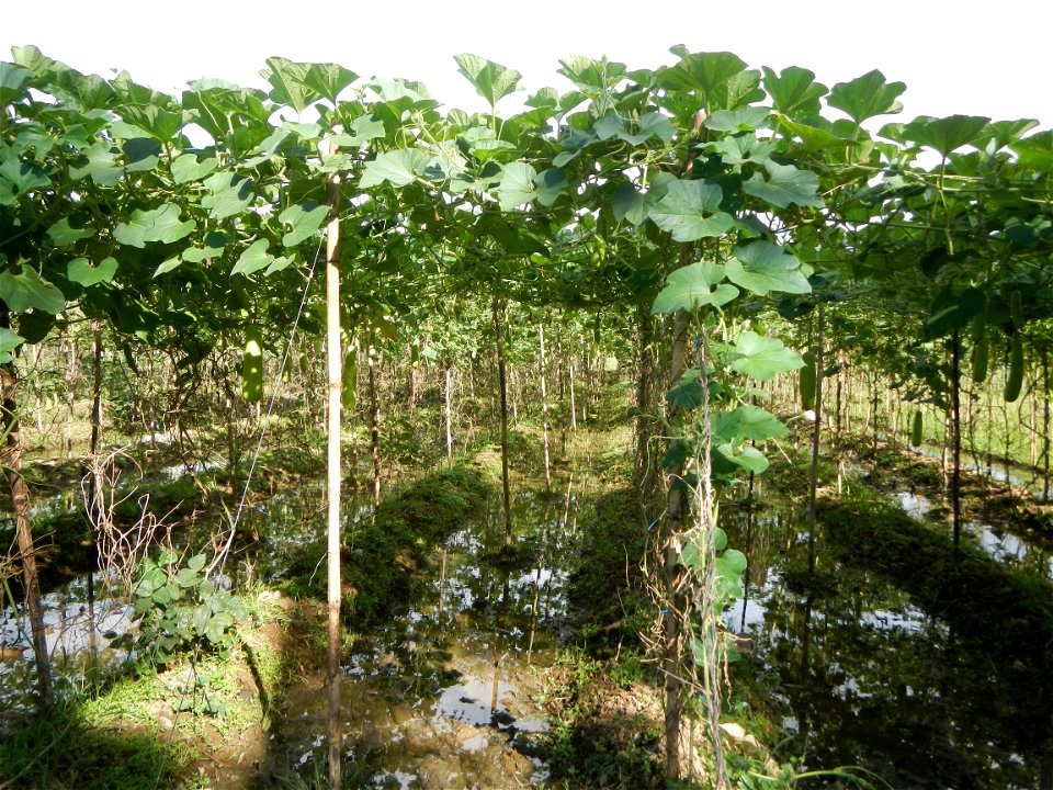Photos taken upon the condition of Philippine Typhoon Melor (Nona); Paddy fields of Baliuag, Bulacan and Pampanga; Barangay San Jose, San Luis, Pampanga, Calabash Cucurbitaceae in the Philippines (Cuc
