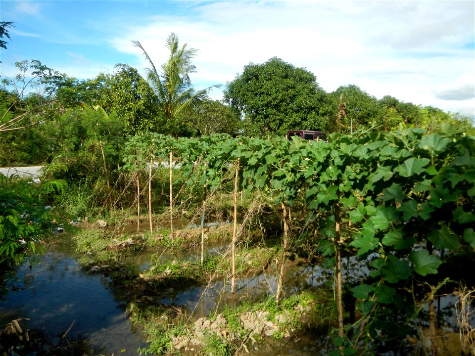 Photos taken upon the condition of Philippine Typhoon Melor (Nona); Paddy fields of Baliuag, Bulacan and Pampanga; Barangay San Jose, San Luis, Pampanga, Calabash Cucurbitaceae in the Philippines (Cuc
