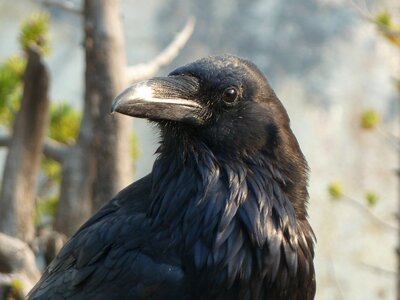 Bird live head photo