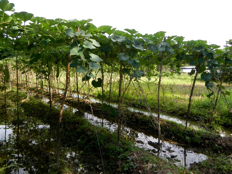 Photos taken upon the condition of Philippine Typhoon Melor (Nona); Paddy fields of Baliuag, Bulacan and Pampanga; Barangay San Jose, San Luis, Pampanga, Calabash Cucurbitaceae in the Philippines (Cuc