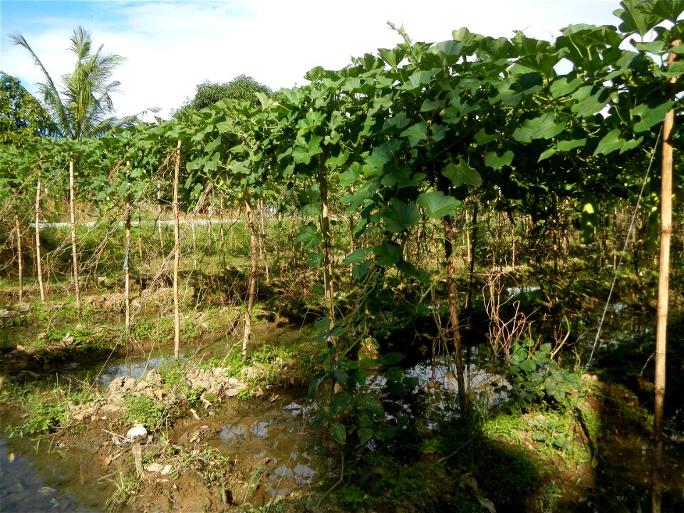 Photos taken upon the condition of Philippine Typhoon Melor (Nona); Paddy fields of Baliuag, Bulacan and Pampanga; Barangay San Jose, San Luis, Pampanga, Calabash Cucurbitaceae in the Philippines (Cuc