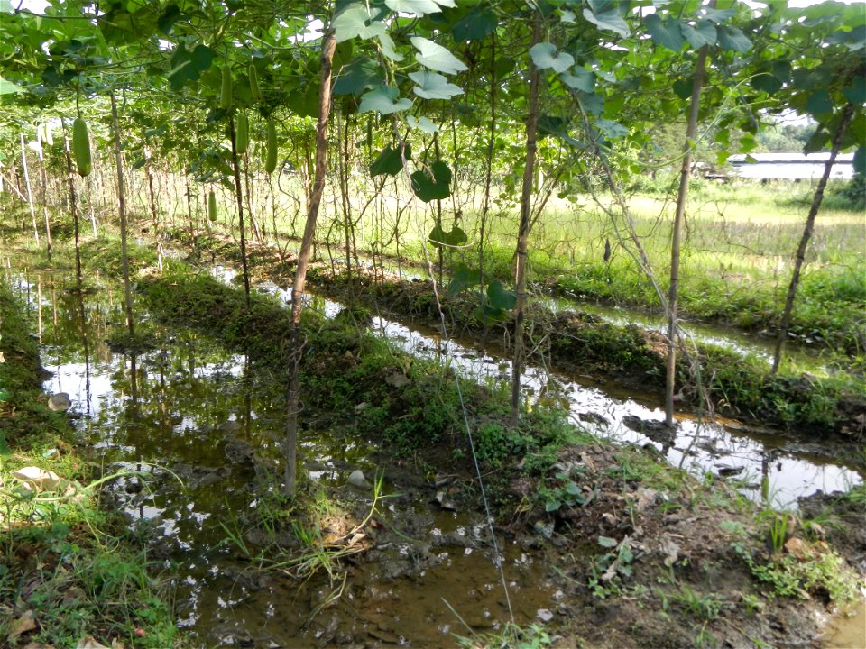 Photos taken upon the condition of Philippine Typhoon Melor (Nona); Paddy fields of Baliuag, Bulacan and Pampanga; Barangay San Jose, San Luis, Pampanga, Calabash Cucurbitaceae in the Philippines (Cuc