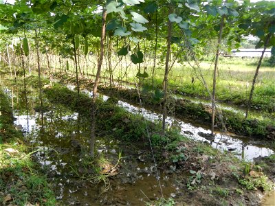 Photos taken upon the condition of Philippine Typhoon Melor (Nona); Paddy fields of Baliuag, Bulacan and Pampanga; Barangay San Jose, San Luis, Pampanga, Calabash Cucurbitaceae in the Philippines (Cuc