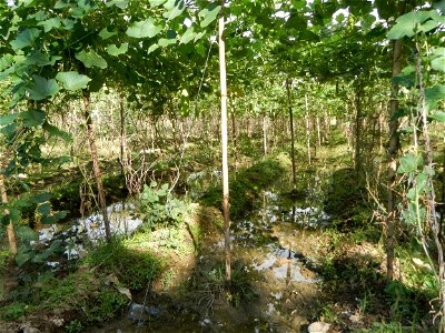 Photos taken upon the condition of Philippine Typhoon Melor (Nona); Paddy fields of Baliuag, Bulacan and Pampanga; Barangay San Jose, San Luis, Pampanga, Calabash Cucurbitaceae in the Philippines (Cuc