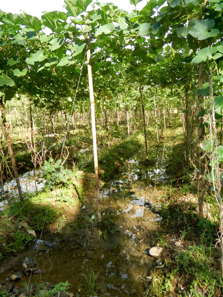 Photos taken upon the condition of Philippine Typhoon Melor (Nona); Paddy fields of Baliuag, Bulacan and Pampanga; Barangay San Jose, San Luis, Pampanga, Calabash Cucurbitaceae in the Philippines (Cuc