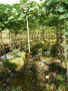 Photos taken upon the condition of Philippine Typhoon Melor (Nona); Paddy fields of Baliuag, Bulacan and Pampanga; Barangay San Jose, San Luis, Pampanga, Calabash Cucurbitaceae in the Philippines (Cuc
