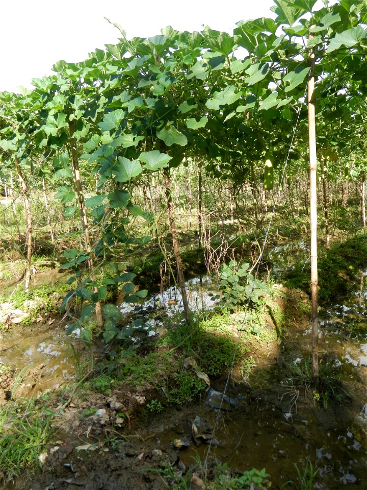 Photos taken upon the condition of Philippine Typhoon Melor (Nona); Paddy fields of Baliuag, Bulacan and Pampanga; Barangay San Jose, San Luis, Pampanga, Calabash Cucurbitaceae in the Philippines (Cuc