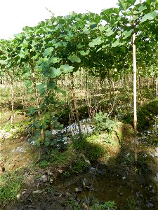 Photos taken upon the condition of Philippine Typhoon Melor (Nona); Paddy fields of Baliuag, Bulacan and Pampanga; Barangay San Jose, San Luis, Pampanga, Calabash Cucurbitaceae in the Philippines (Cuc