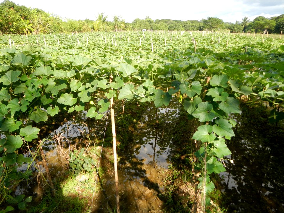 Photos taken upon the condition of Philippine Typhoon Melor (Nona); Paddy fields of Baliuag, Bulacan and Pampanga; Barangay San Jose, San Luis, Pampanga, Calabash Cucurbitaceae in the Philippines (Cuc