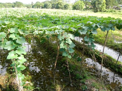 Photos taken upon the condition of Philippine Typhoon Melor (Nona); Paddy fields of Baliuag, Bulacan and Pampanga; Barangay San Jose, San Luis, Pampanga, Calabash Cucurbitaceae in the Philippines (Cuc