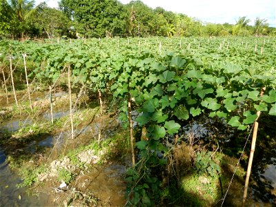 Photos taken upon the condition of Philippine Typhoon Melor (Nona); Paddy fields of Baliuag, Bulacan and Pampanga; Barangay San Jose, San Luis, Pampanga, Calabash Cucurbitaceae in the Philippines (Cuc