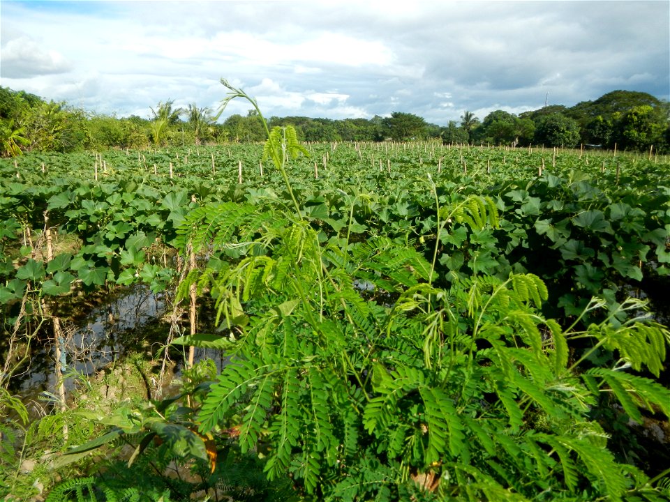 Photos taken upon the condition of Philippine Typhoon Melor (Nona); Paddy fields of Baliuag, Bulacan and Pampanga; Barangay San Jose, San Luis, Pampanga, Calabash Cucurbitaceae in the Philippines (Cuc