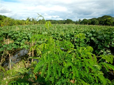 Photos taken upon the condition of Philippine Typhoon Melor (Nona); Paddy fields of Baliuag, Bulacan and Pampanga; Barangay San Jose, San Luis, Pampanga, Calabash Cucurbitaceae in the Philippines (Cuc