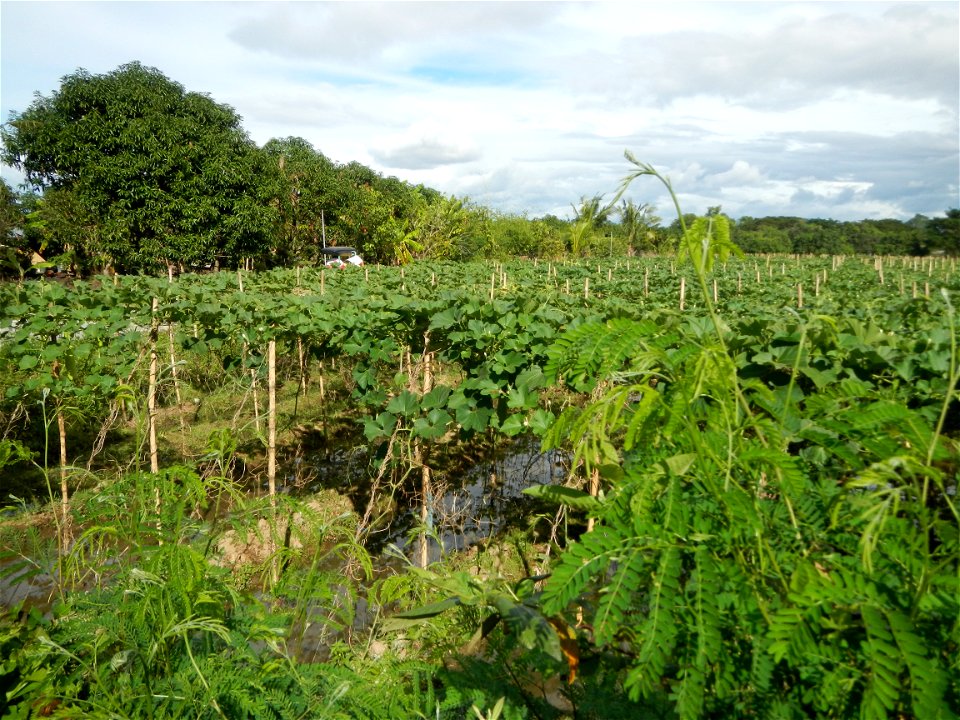 Photos taken upon the condition of Philippine Typhoon Melor (Nona); Paddy fields of Baliuag, Bulacan and Pampanga; Barangay San Jose, San Luis, Pampanga, Calabash Cucurbitaceae in the Philippines (Cuc