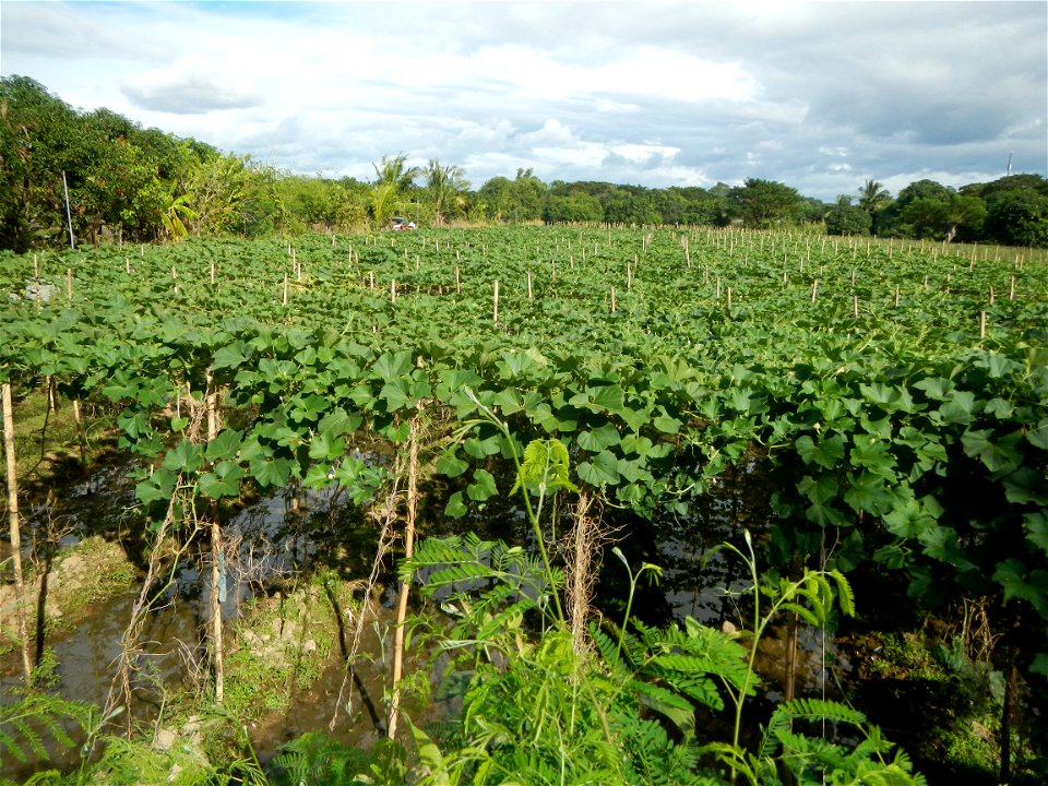 Photos taken upon the condition of Philippine Typhoon Melor (Nona); Paddy fields of Baliuag, Bulacan and Pampanga; Barangay San Jose, San Luis, Pampanga, Calabash Cucurbitaceae in the Philippines (Cuc