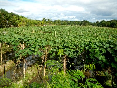 Photos taken upon the condition of Philippine Typhoon Melor (Nona); Paddy fields of Baliuag, Bulacan and Pampanga; Barangay San Jose, San Luis, Pampanga, Calabash Cucurbitaceae in the Philippines (Cuc