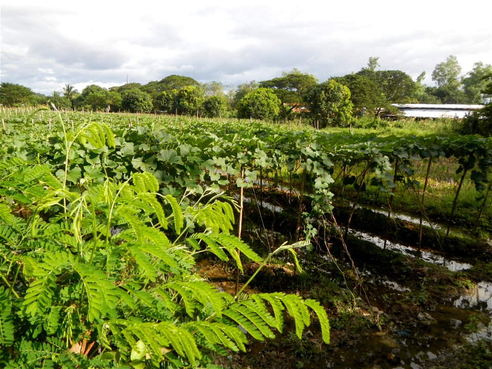 Photos taken upon the condition of Philippine Typhoon Melor (Nona); Paddy fields of Baliuag, Bulacan and Pampanga; Barangay San Jose, San Luis, Pampanga, Calabash Cucurbitaceae in the Philippines (Cuc