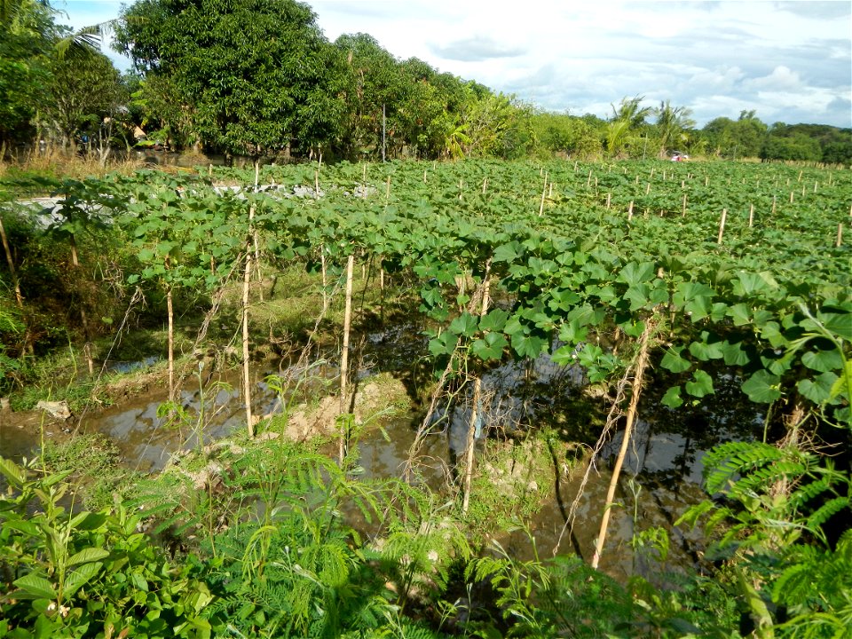 Photos taken upon the condition of Philippine Typhoon Melor (Nona); Paddy fields of Baliuag, Bulacan and Pampanga; Barangay San Jose, San Luis, Pampanga, Calabash Cucurbitaceae in the Philippines (Cuc